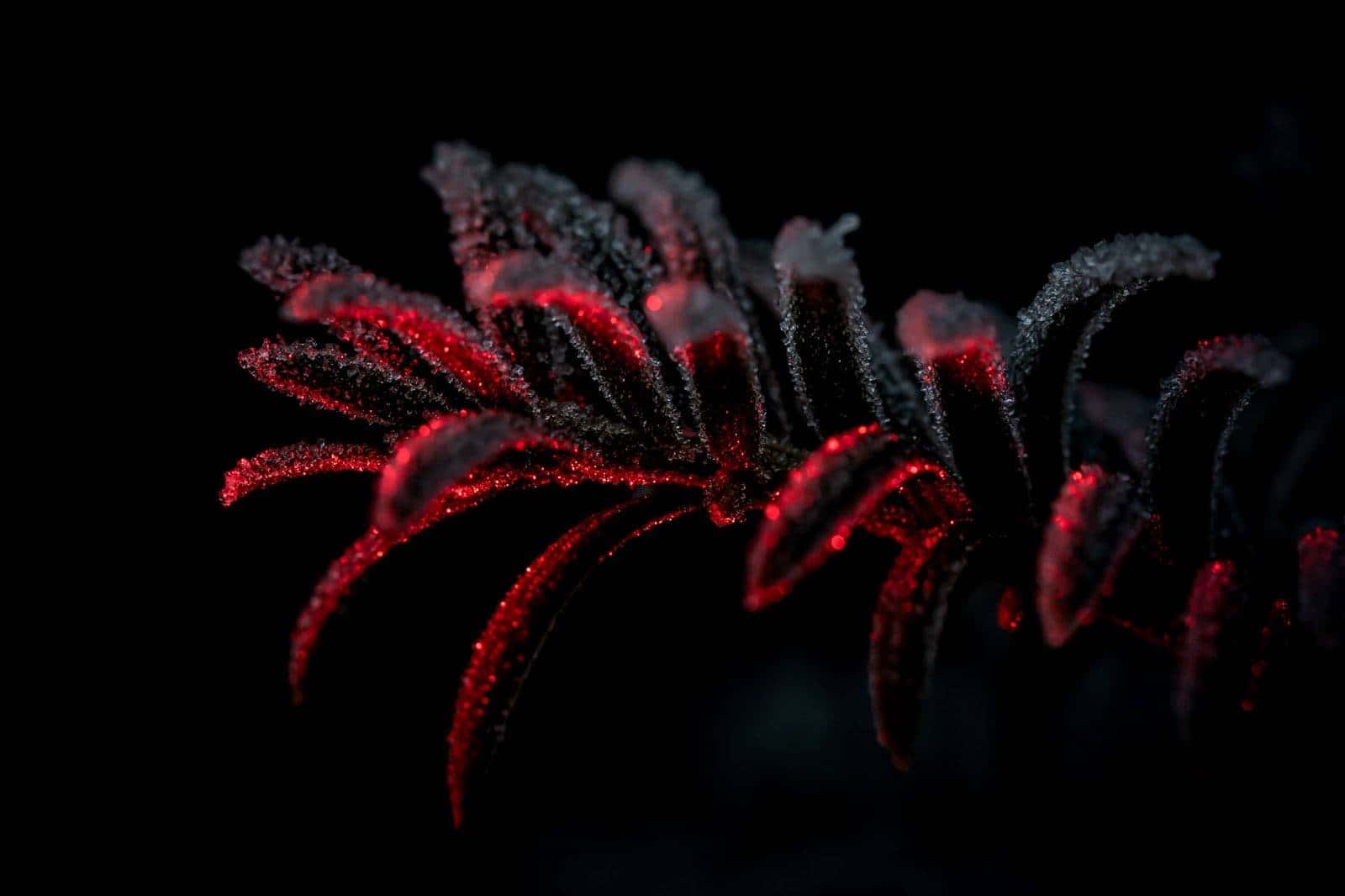 a picture of a tree branch caught in a specific light to appear red